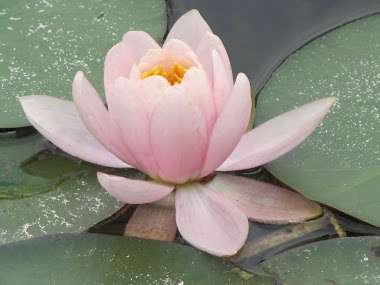 Pink Water Lily