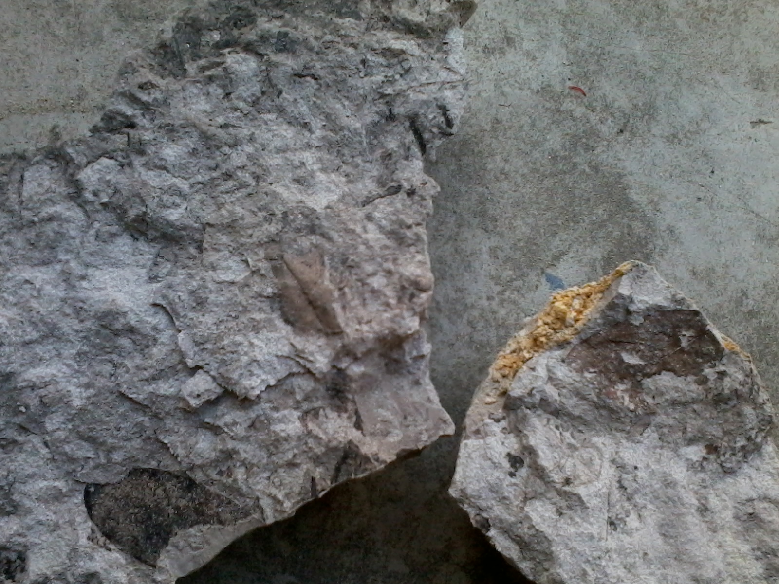 Twin Angels Getaway Fossils found in Malaysia 馬來西亞化石