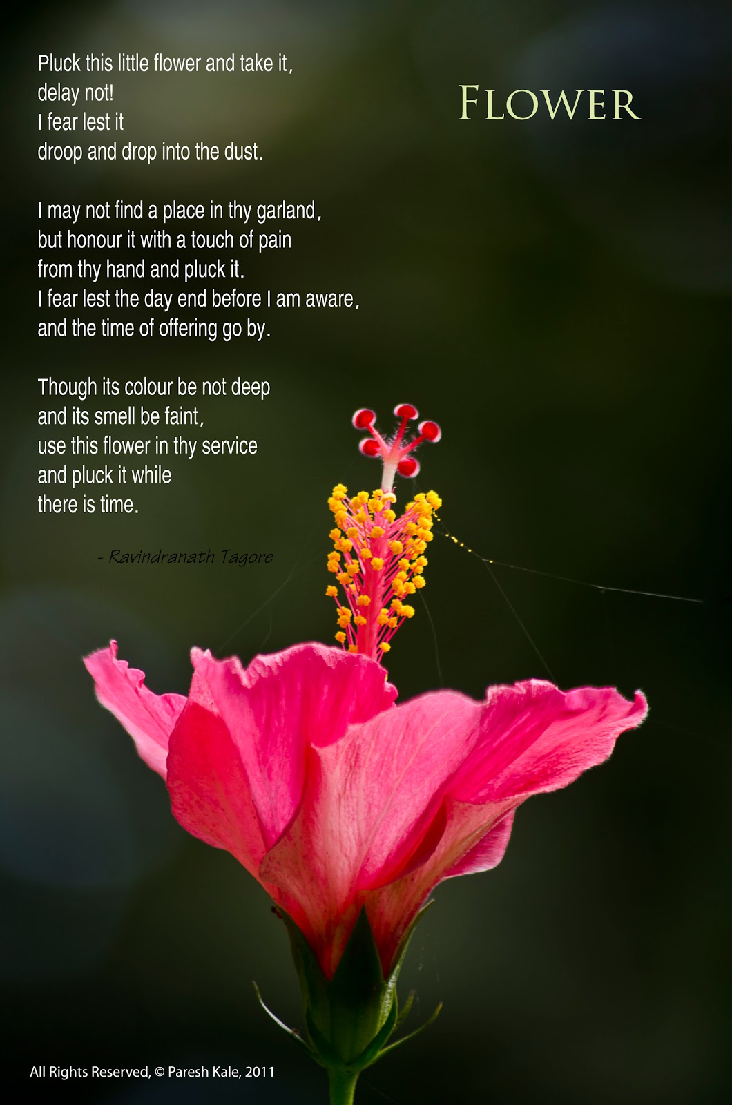 Flower by Ravindranath Tagore. Flower Hibiscus