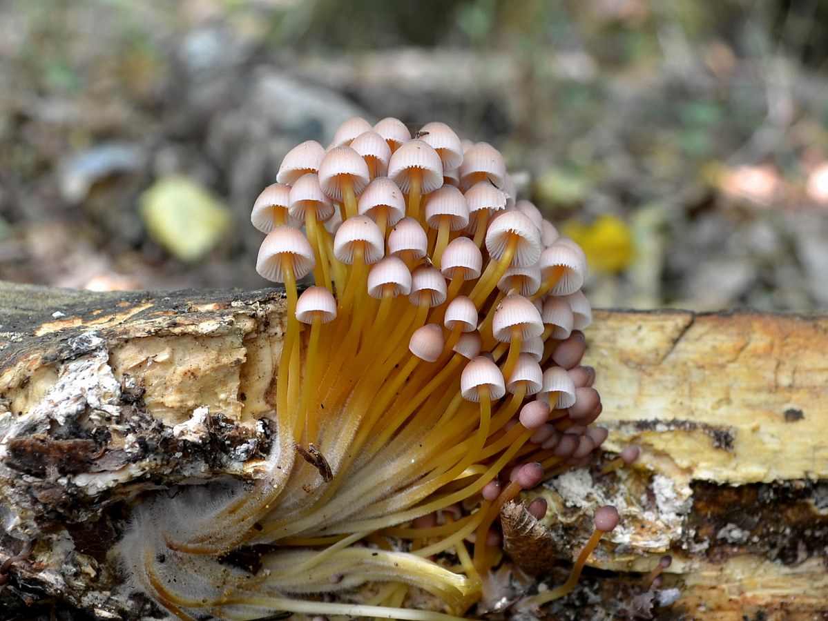 I Funghi dei Castelli Romani