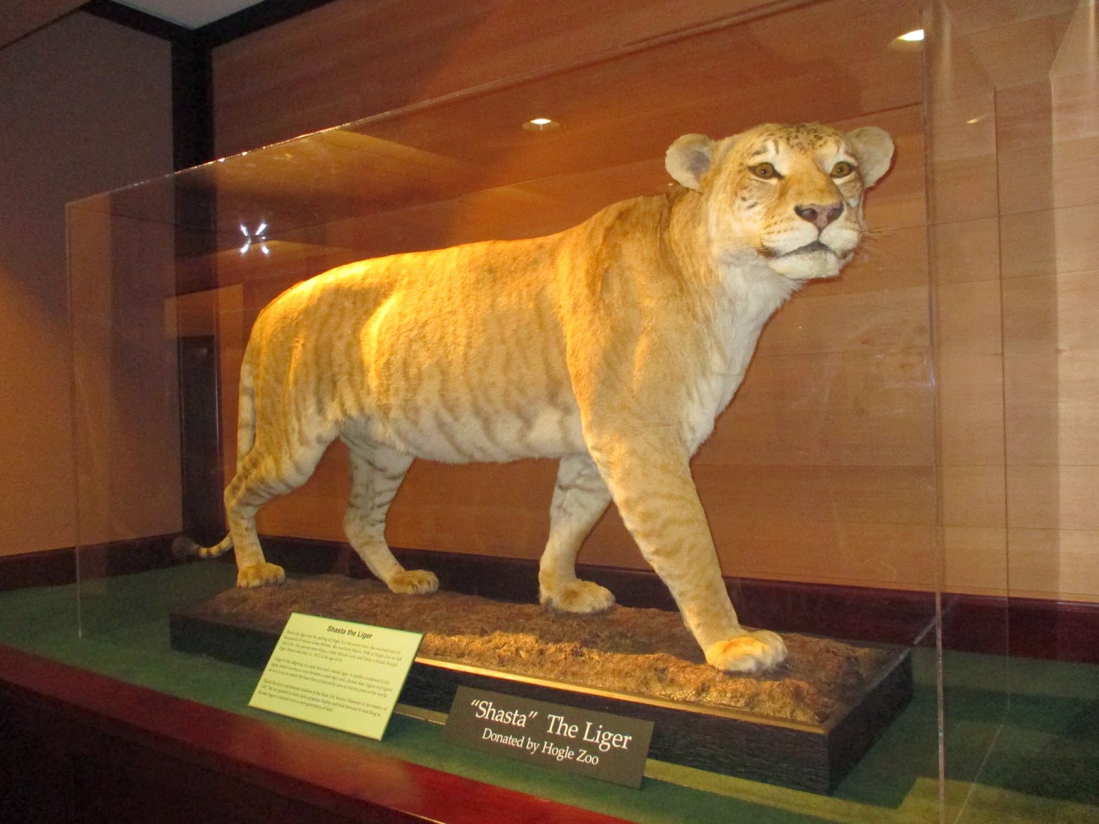 Backyard Excursions The Bean Museum updated and better than ever!