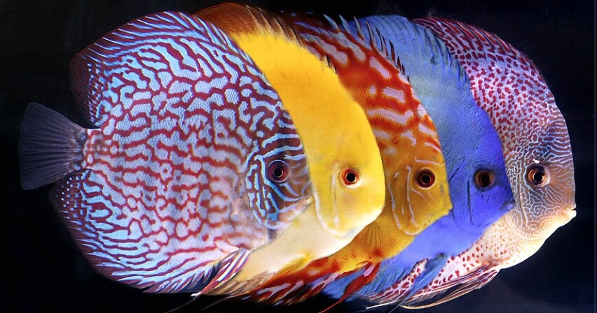 Cara Memijahkan Ikan Diskus