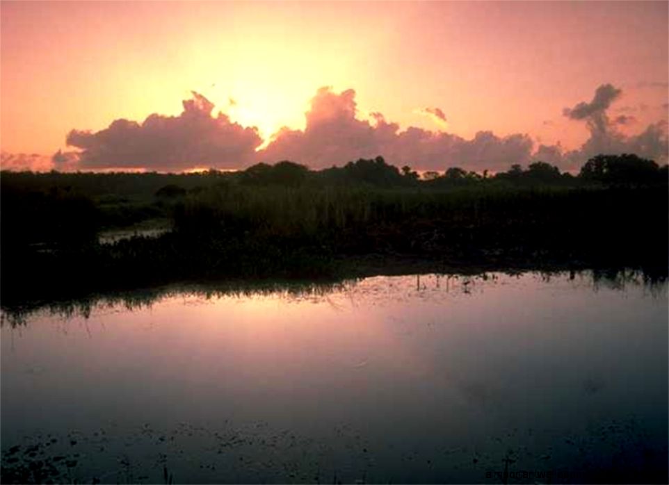 Florida Everglades Wallpaper Product Reviews and Buying Guides Florida Everglades Wallpaper Product Reviews and Buying Guides