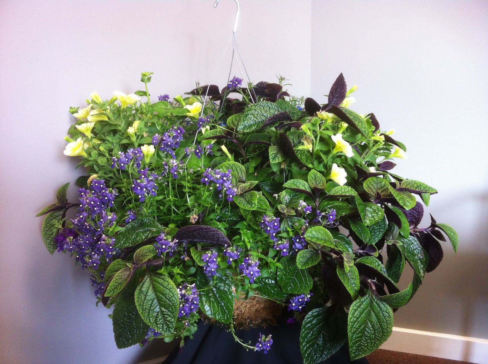 . 16" Moss Hanging Baskets