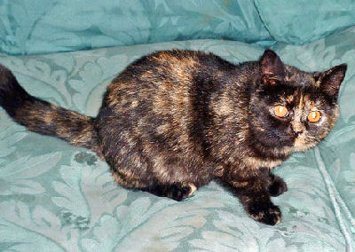 Tortoiseshell cats