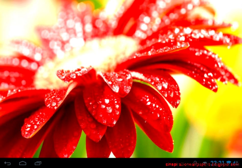 Red Flower And Dew For Waiting Moment Inspiration Wallpapers Red Flower And Dew For Waiting Moment Inspiration Wallpapers