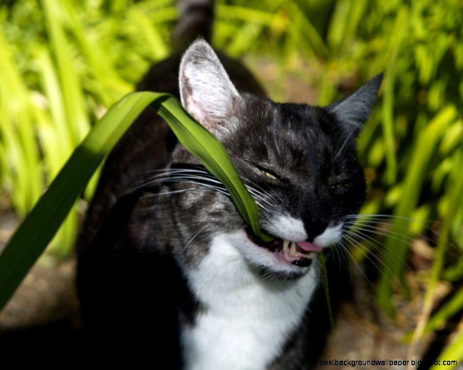 Why Does My Cat Eat Grass Why Does My Cat Eat Grass
