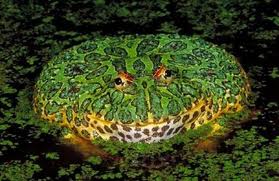 10 Katak Paling Unik Di Dunia