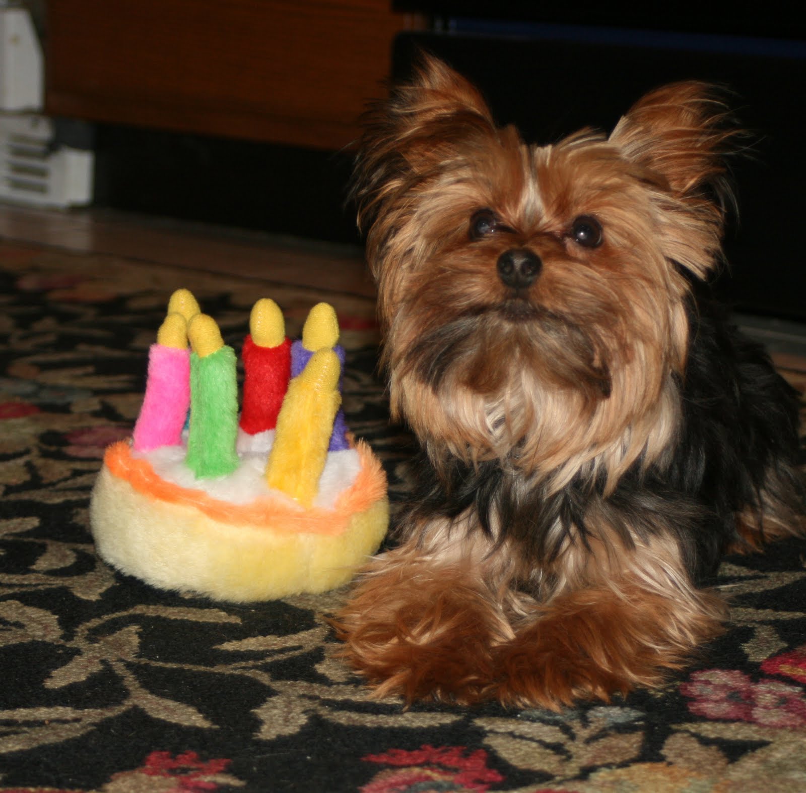 Miniature Yorkshire Terrier BirthDay Party for Miss Trixie Lee Deluxe