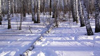 Заснеженный лес \ Snowy forest Best Hd wallpapers, foto, picture, Красивые фотографии пустынных мест мира для рабочего стола, обои в высоком качестве хд, изображения с разрешением 1600x900, лес картинки, картинки зимний лес, зимний лес, сказочный зимний лес картинки,зимний лес обои, зимний лес рисунки, лес фото обои, красивые зимние картинки на рабочий стол