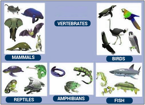 Uso de recursos educativos abiertos para AICLE: vertebrate animals