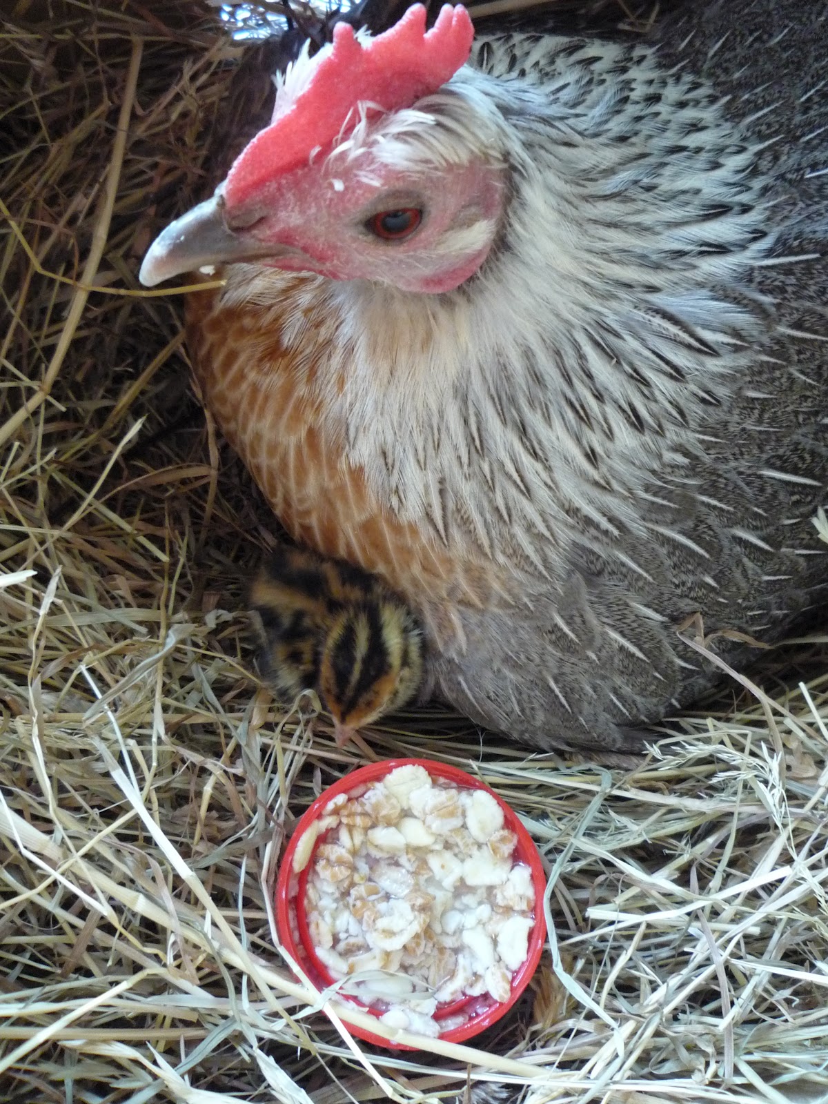Hatching and Raising Quail Organically with a Hen Part 2 Taking you