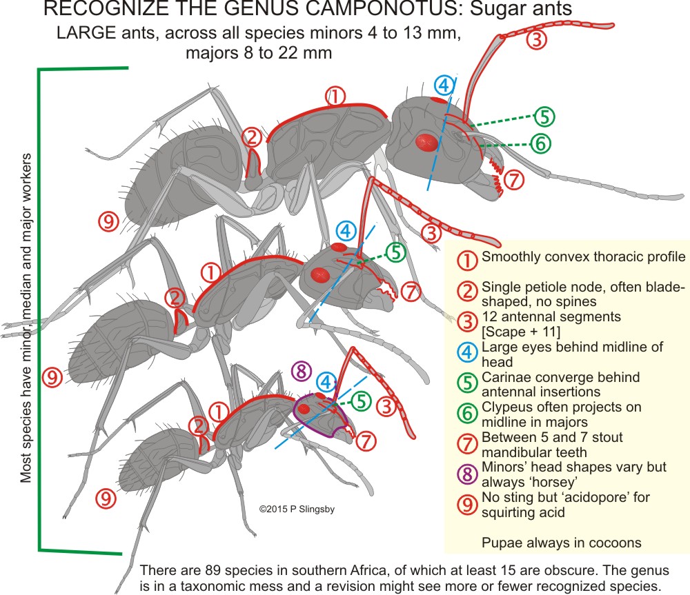  Ants of Southern Africa Camponotus species Sugar ants