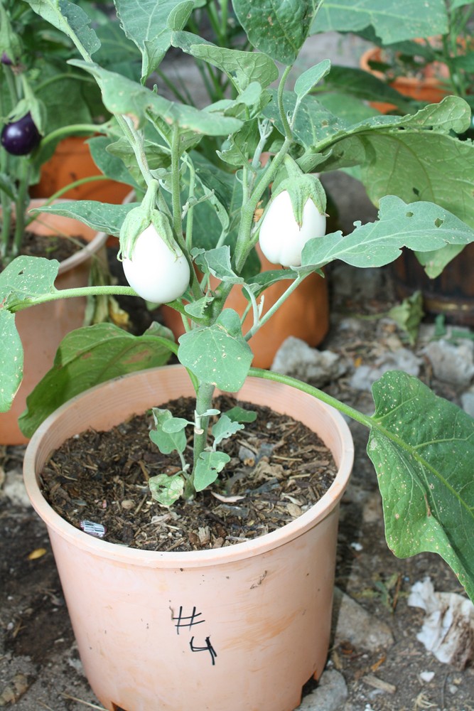 The Edible Garden The Eggplant Breeding Experiment