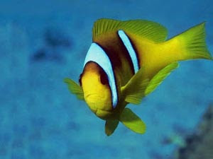 latest Beautiful fish picture