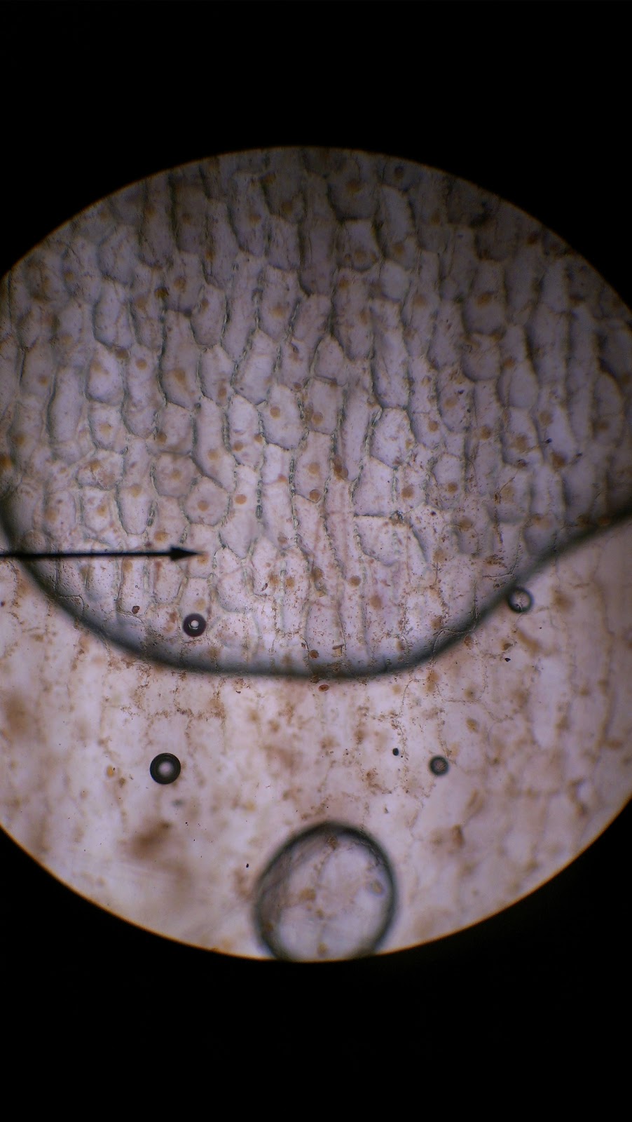 BioLOG Onion Skin Under a Microscope