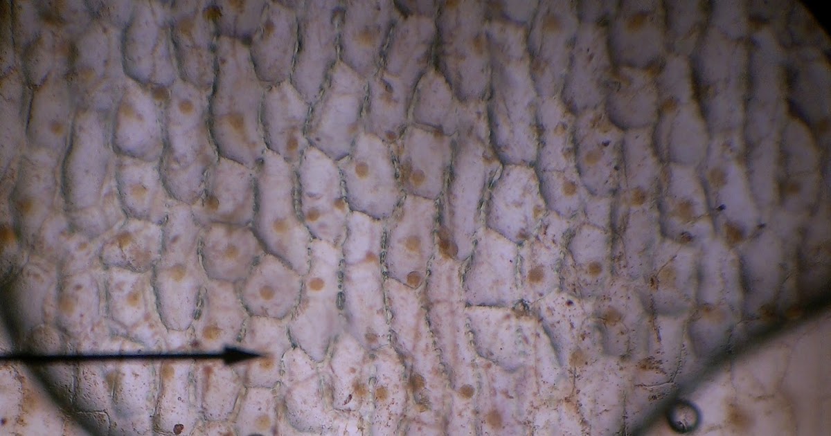 BioLOG Onion Skin Under a Microscope