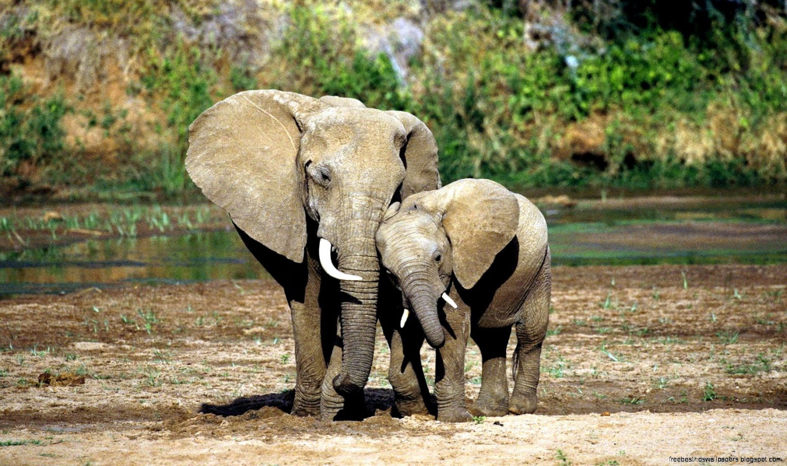 Mother and Baby Elephant Desktop Wallpaper Mother and Baby Elephant Desktop Wallpaper