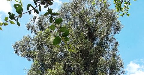 eucalyptus