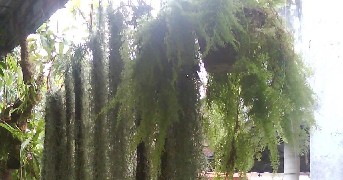 Garden Chronicles: Tips to Grow Spanish Moss