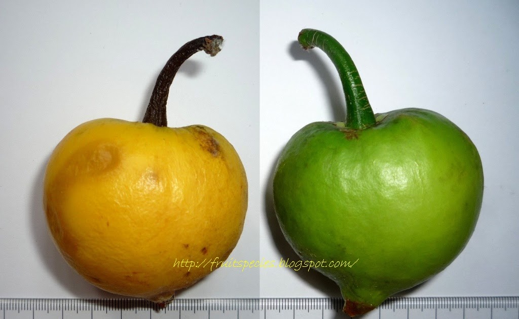 Fruit Species FALSE MANGOSTEEN