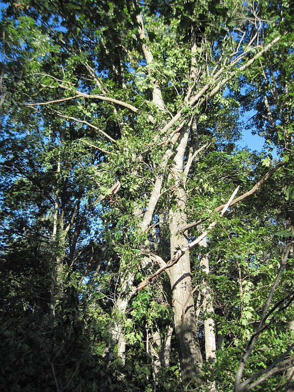 trees song oak rope september tossed occasional bits thoughts random branches caught hanging got swing