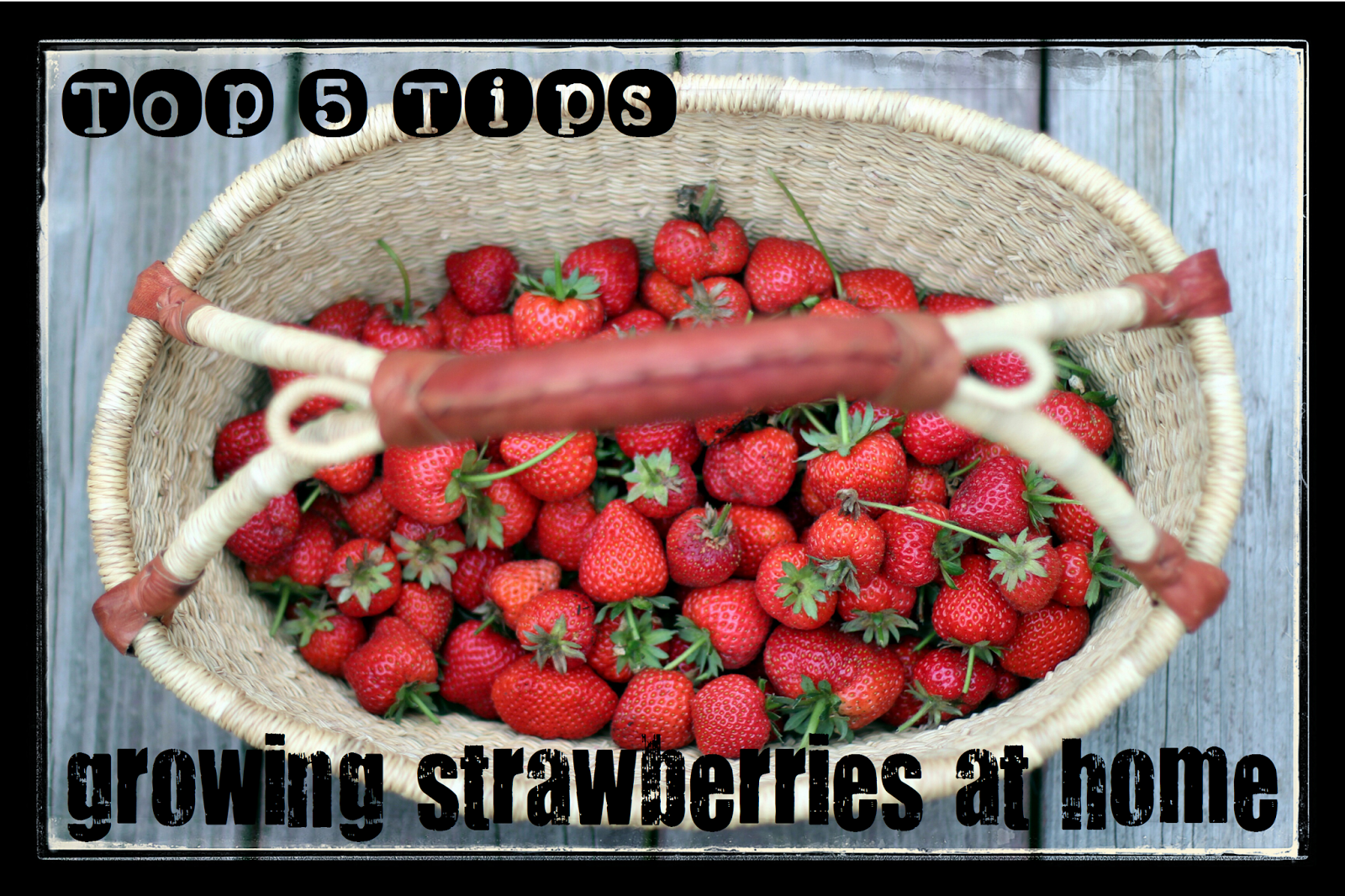 Top 5 Tips Growing Strawberries at Home momgineer