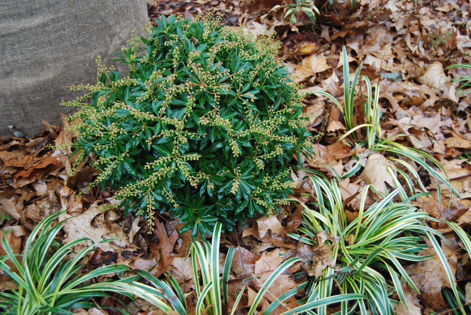 Future Plants By Randy Stewart Pieris