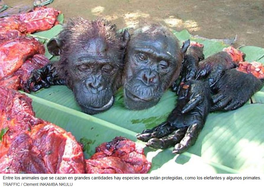 STOP AL MALTRATO ANIMAL La caza abusiva de animales salvajes amenaza