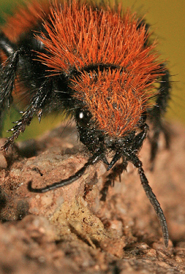 Red Velvet Ants, Dasymutilla aureola pacifica