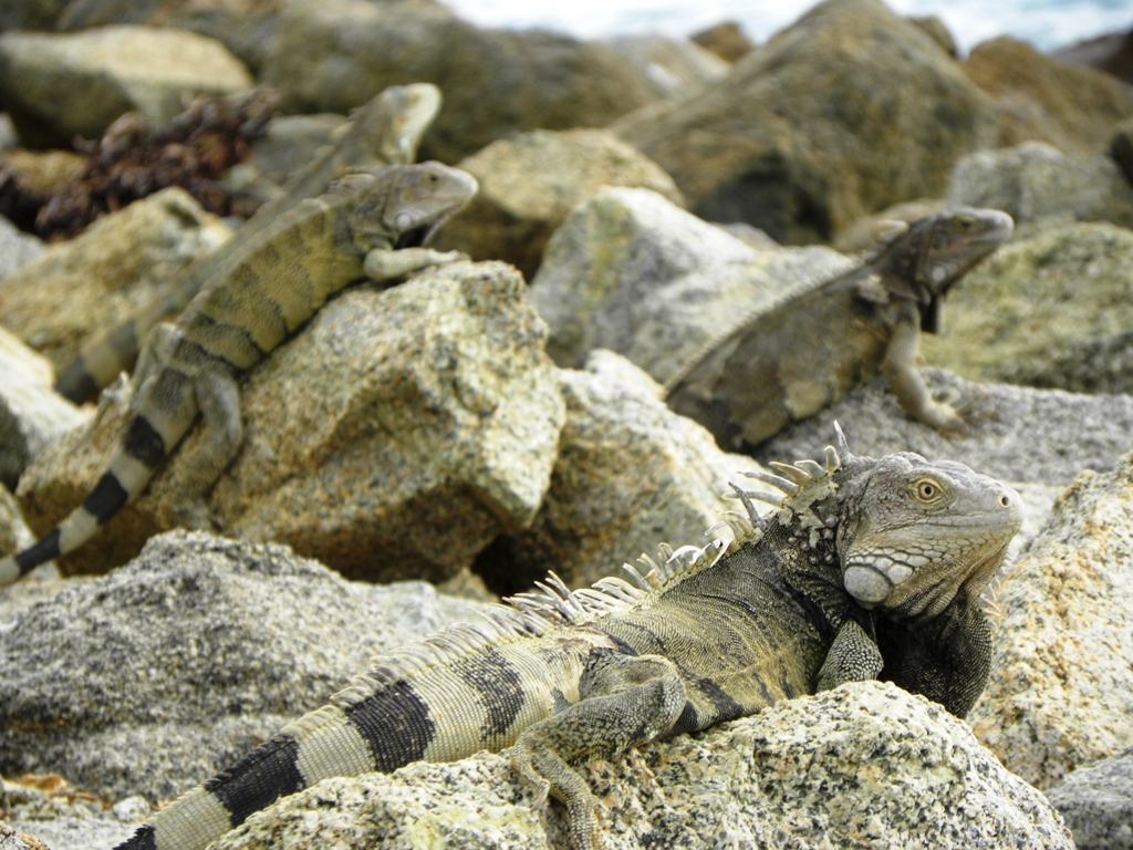 Travels - Ballroom Dancing - Amusement Parks: A great tip for cruise