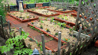 Early Spring Planting Vegetables - Vege Choices