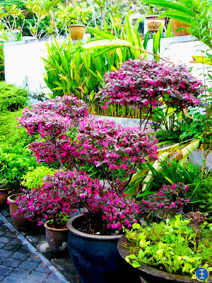 CHRISTOPHER ONG - My Footsteps. My Dreams. Beautiful Living.: Tropical