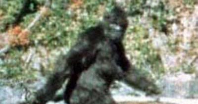 yeti creature yeti creature