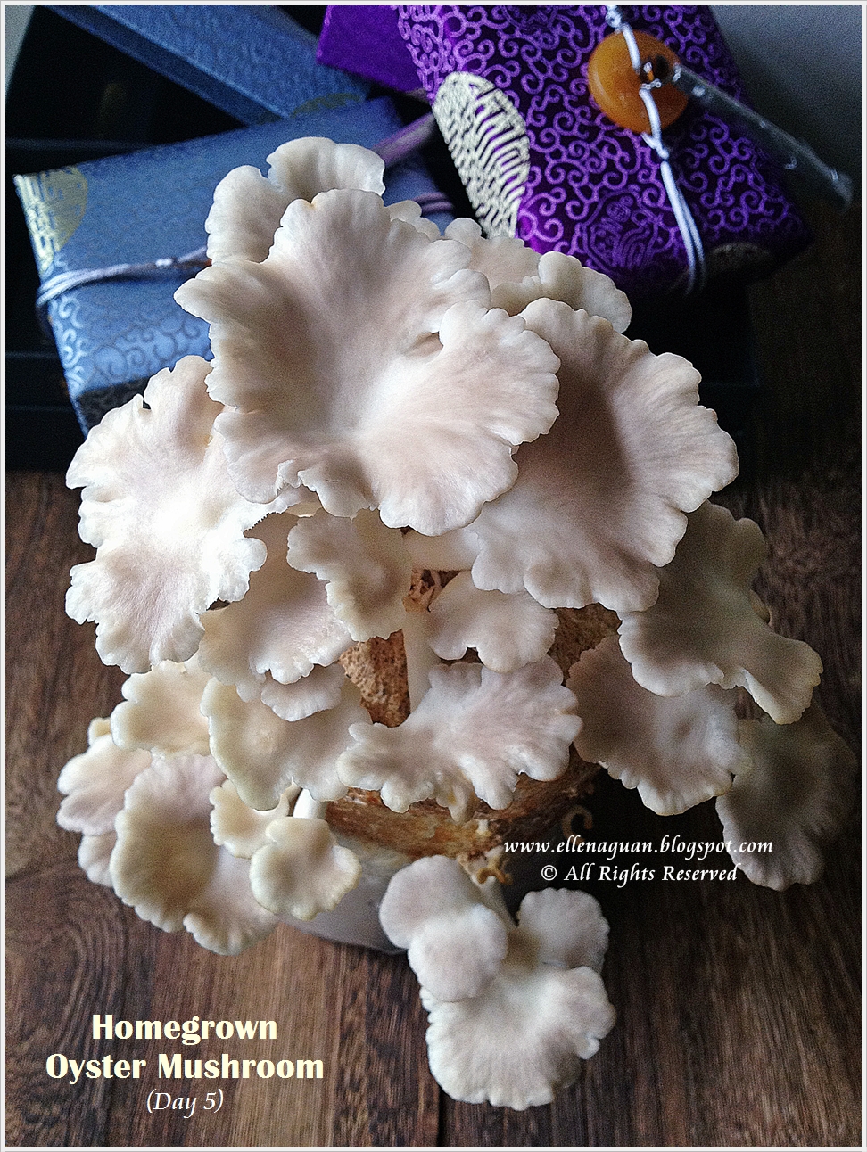 Home Grown Oyster Mushroom