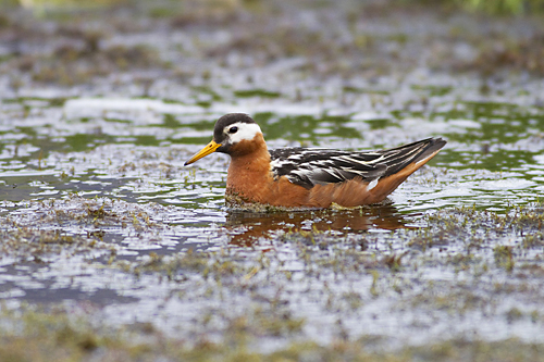 Red Phalarope