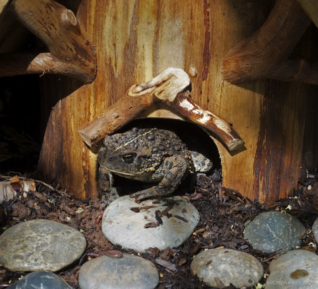 Willodel MAKING A GARDEN TOAD HABITAT TUTORIAL
