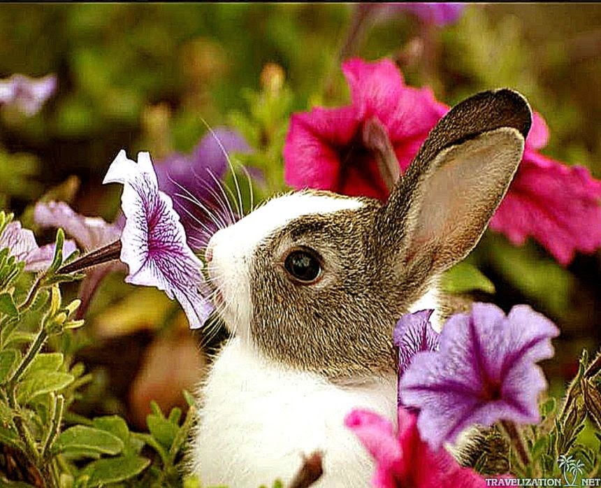 Cute Rabbit Flower Wallpaper Hd