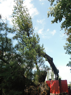 Silver Heights Nursery Evergreens And Very Cool Stuff