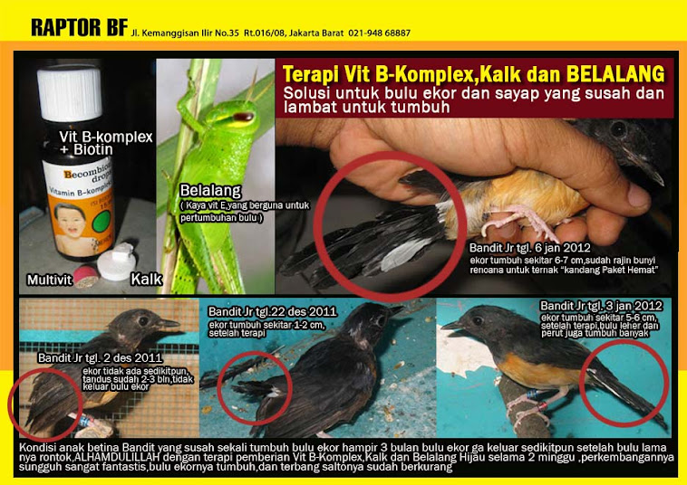 TERAPI VIT B KOMPLEX,BELALANG