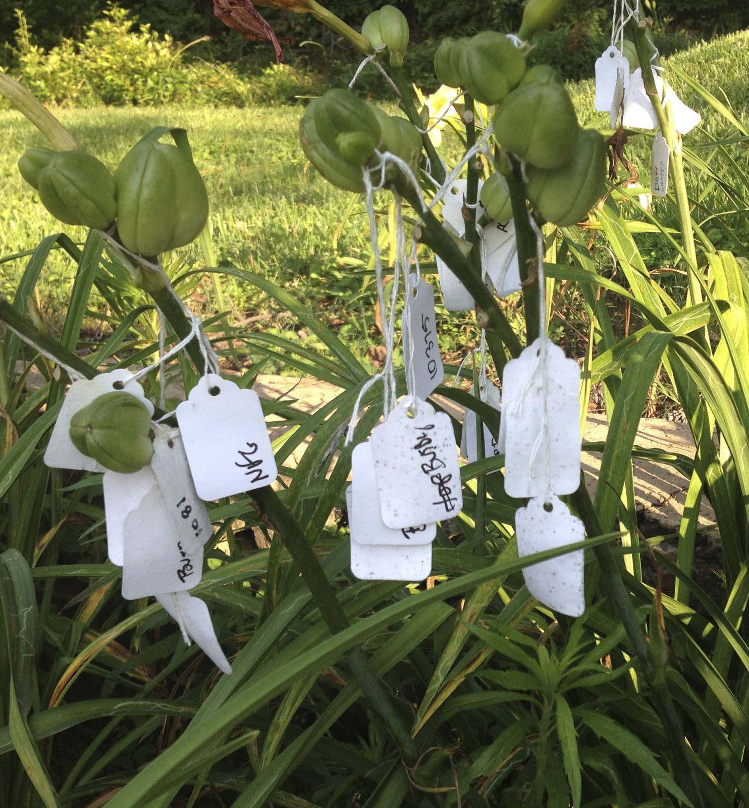 The Daylily Hybridizing Process