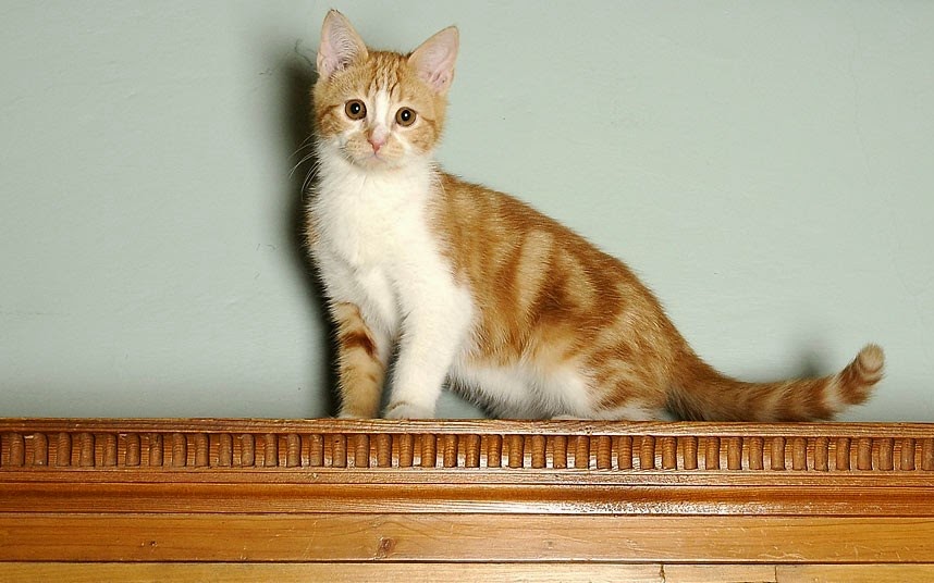 Tapestry Weavings Marmalade Cat Artz