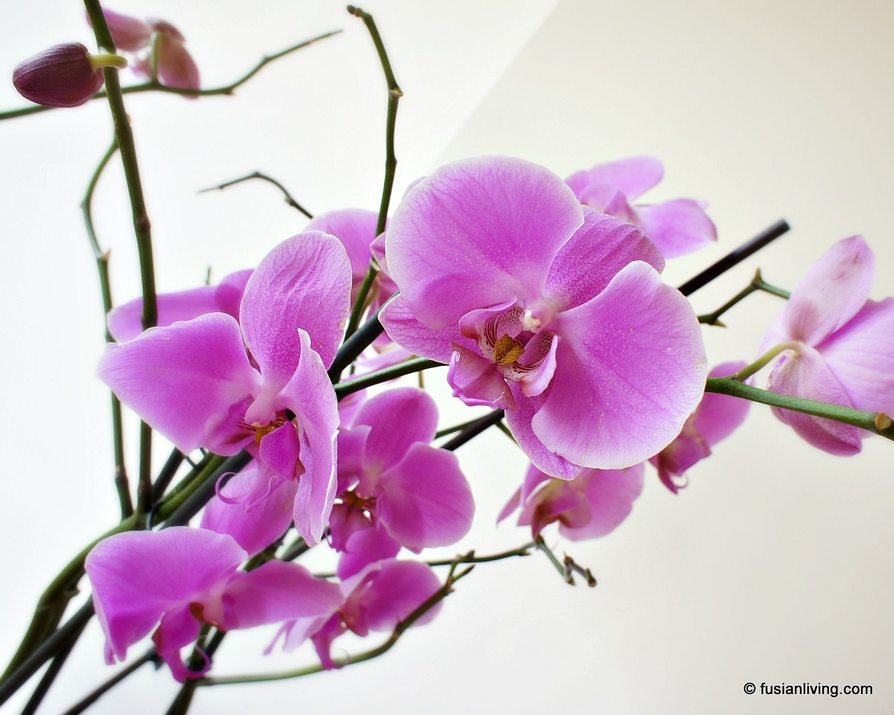 Decorating the house with Orchid displays for Chinese New Year Grow Your Own Veg Blog
