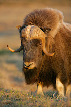 Musk Oxen