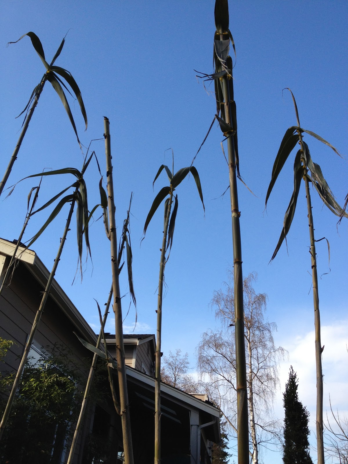 Elaeagnus S Sweet Perfume Overwhelms Starry Scales
