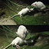 Mouse attacks snake to save friend