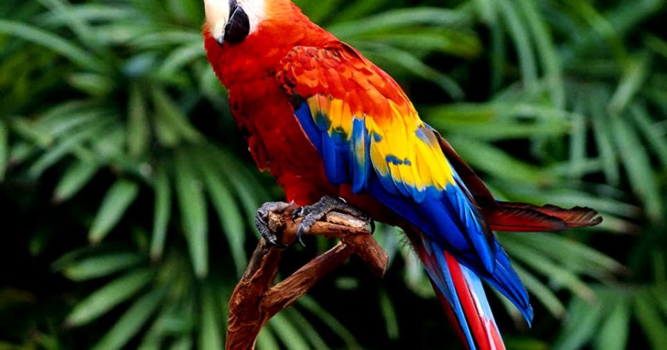 The Rainforest Animals | Amazing Wallpapers