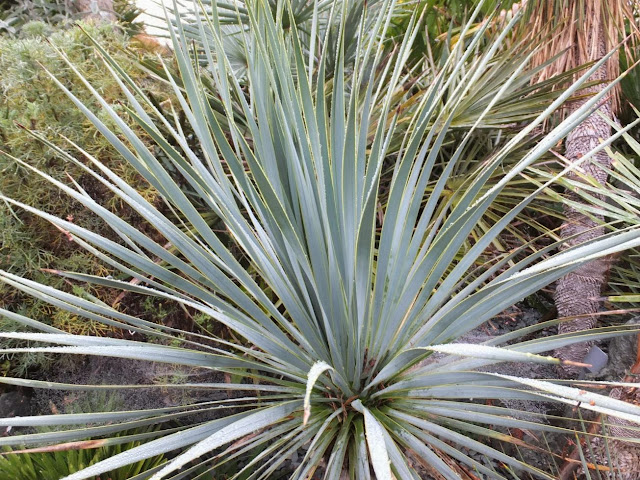 Yucca rostrata