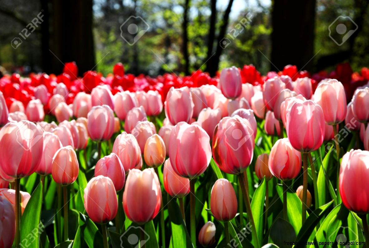Beautiful Blooming Tulips In Spring Garden Warm Sunny Day Beautiful Blooming Tulips In Spring Garden Warm Sunny Day
