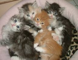 Cute Cuddling Kittens